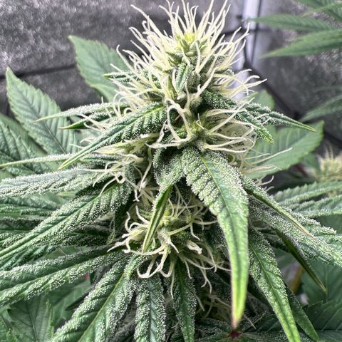 Witches Wedding growlog timeline photo