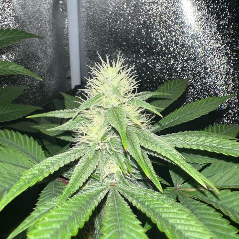 Witches Wedding growlog timeline photo