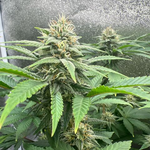 Witches Wedding growlog timeline photo