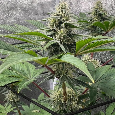 Witches Wedding growlog timeline photo