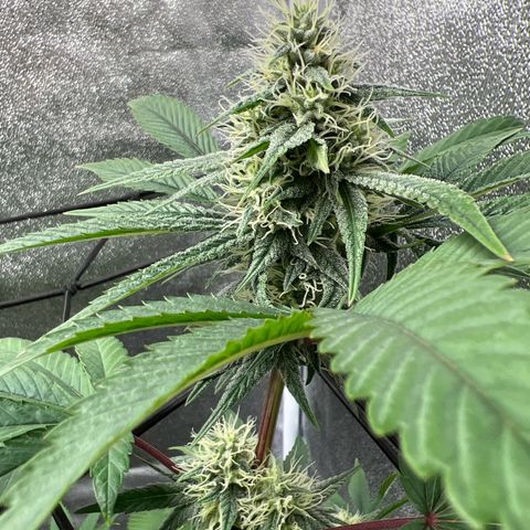 Witches Wedding growlog timeline photo