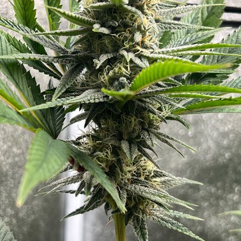 Witches Wedding growlog timeline photo