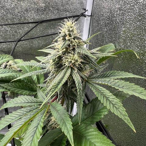 Witches Wedding growlog timeline photo