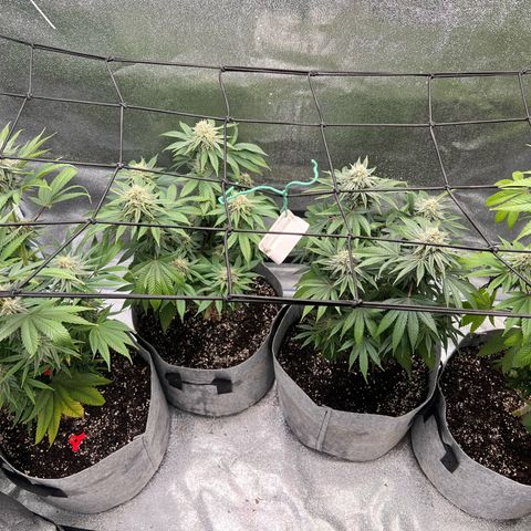 Witches Wedding growlog timeline photo