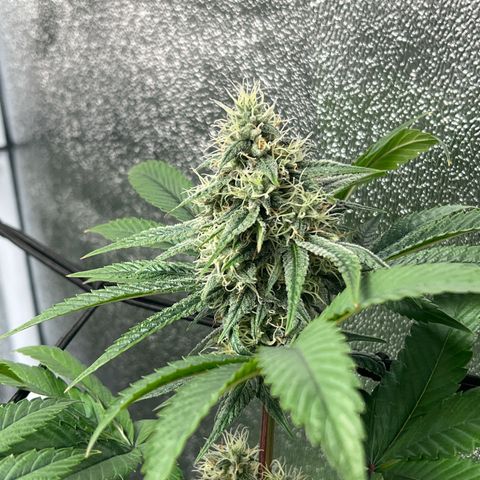 Witches Wedding growlog timeline photo