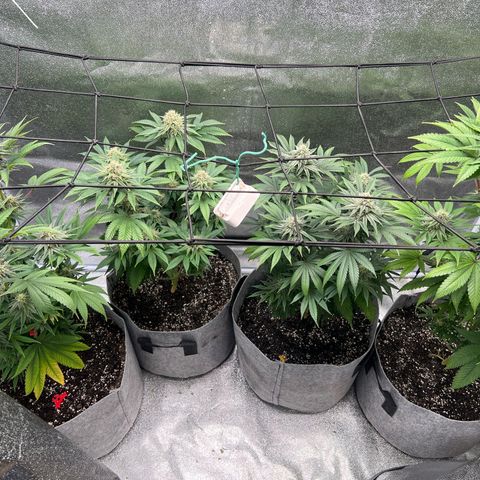 Witches Wedding growlog timeline photo