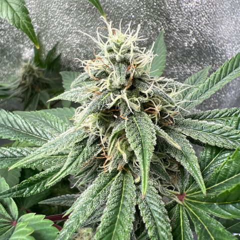Witches Wedding growlog timeline photo
