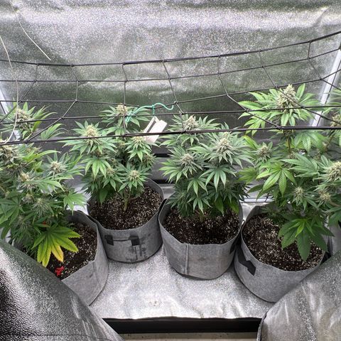 Witches Wedding growlog timeline photo