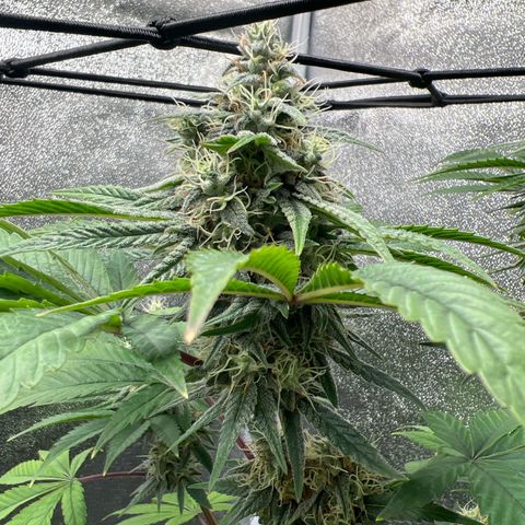 Witches Wedding growlog timeline photo