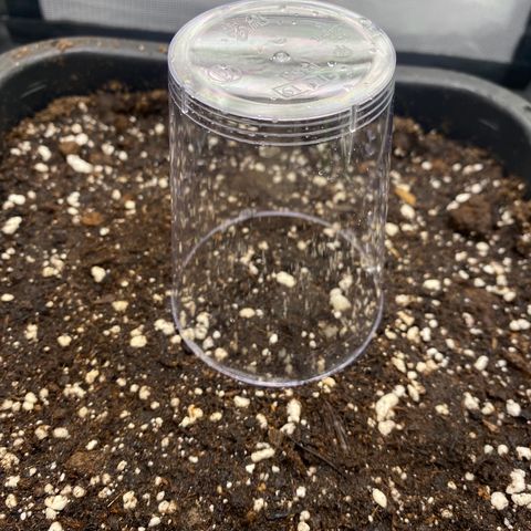 PineAutoFastBuds#1 growlog timeline photo