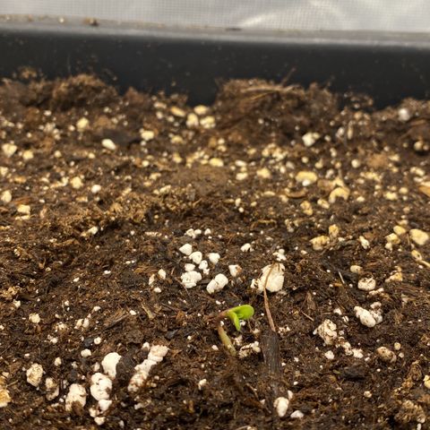 PineAutoFastBuds#1 growlog timeline photo