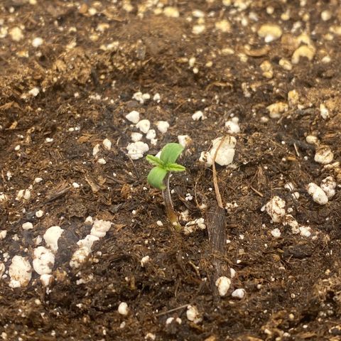 PineAutoFastBuds#1 growlog timeline photo