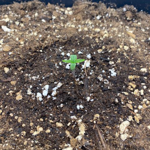 PineAutoFastBuds#1 growlog timeline photo