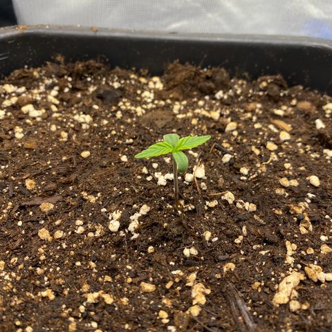 PineAutoFastBuds#1 growlog timeline photo