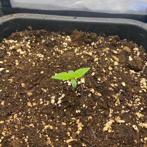 PineAutoFastBuds#1 growlog timeline photo
