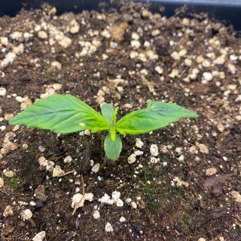 PineAutoFastBuds#1 growlog photo: Bisschen kalt derzeit 