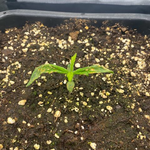 PineAutoFastBuds#1 growlog photo: Kampf gegen Kälte noch nicht gewonnen.