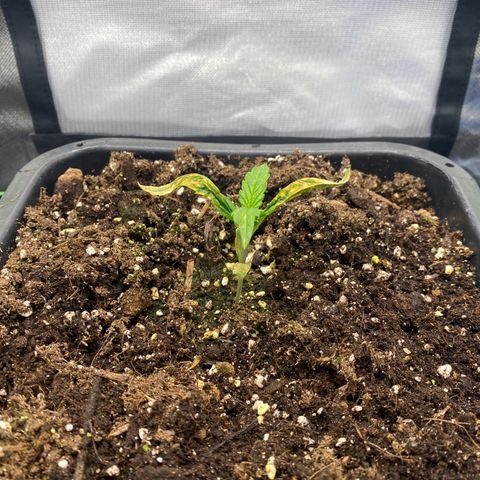 PineAutoFastBuds#1 growlog timeline photo