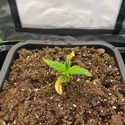 PineAutoFastBuds#1 growlog timeline photo