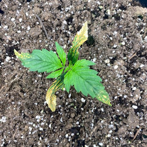 PineAutoFastBuds#1 growlog timeline photo