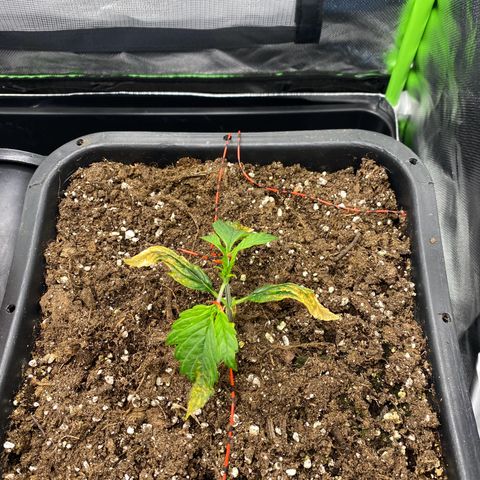 PineAutoFastBuds#1 growlog timeline photo