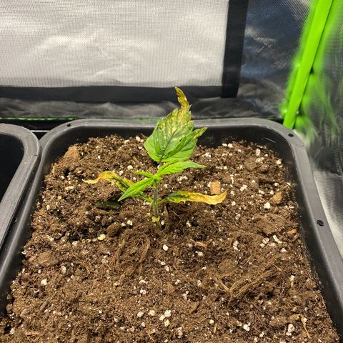 PineAutoFastBuds#1 growlog timeline photo
