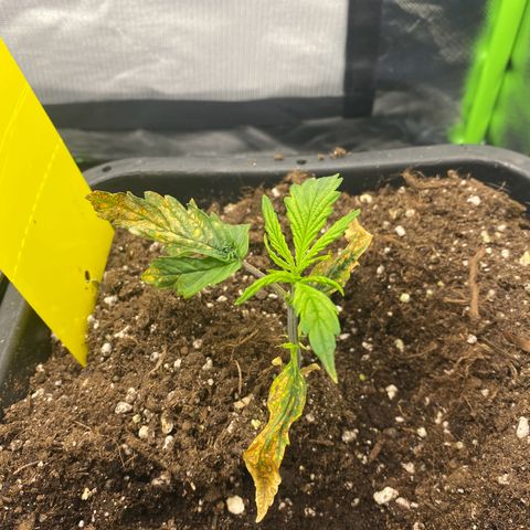 PineAutoFastBuds#1 growlog timeline photo