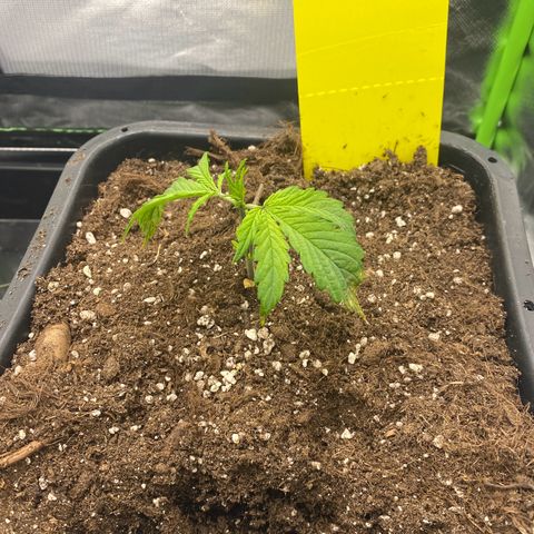 PineAutoFastBuds#1 growlog timeline photo
