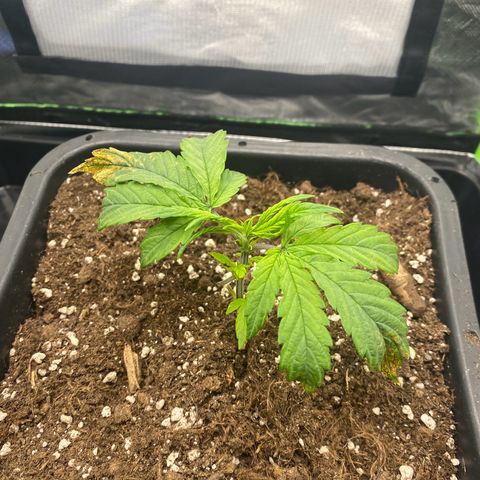 PineAutoFastBuds#1 growlog timeline photo