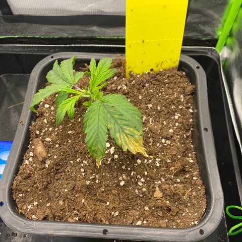 PineAutoFastBuds#1 growlog timeline photo