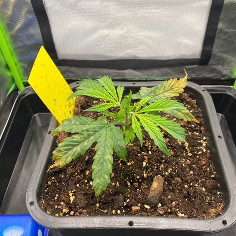 PineAutoFastBuds#1 growlog timeline photo