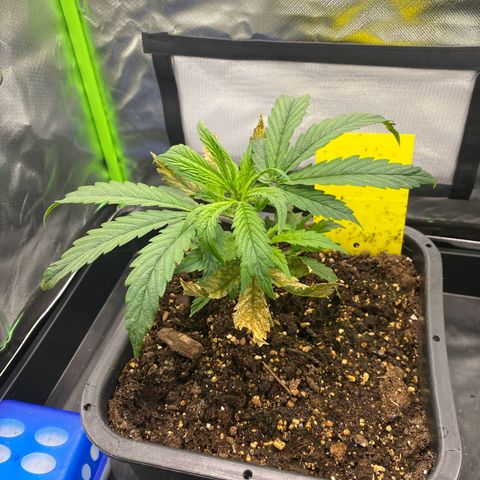 PineAutoFastBuds#1 growlog timeline photo