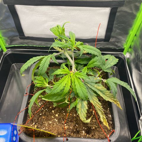 PineAutoFastBuds#1 growlog timeline photo