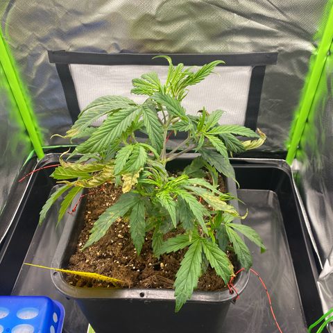 PineAutoFastBuds#1 growlog timeline photo