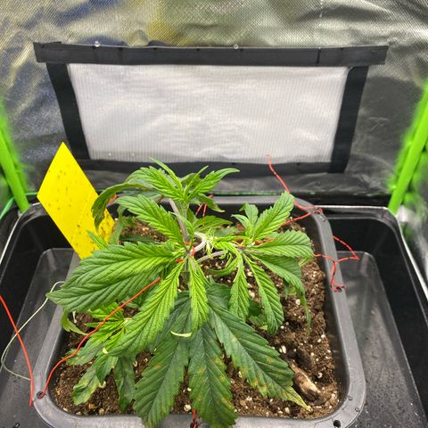 PineAutoFastBuds#1 growlog timeline photo