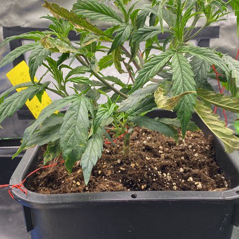 PineAutoFastBuds#1 growlog timeline photo