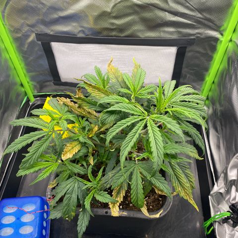 PineAutoFastBuds#1 growlog timeline photo