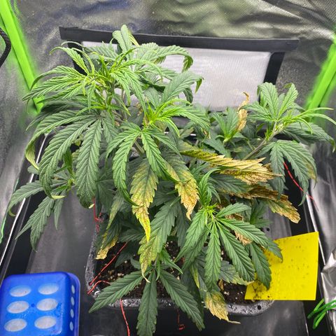 PineAutoFastBuds#1 growlog timeline photo