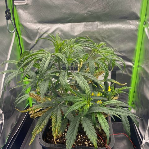 PineAutoFastBuds#1 growlog timeline photo
