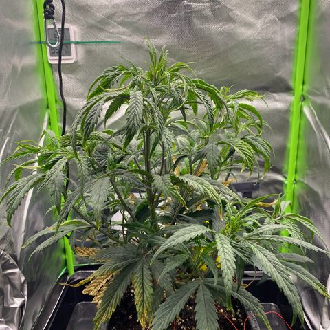 PineAutoFastBuds#1 growlog timeline photo