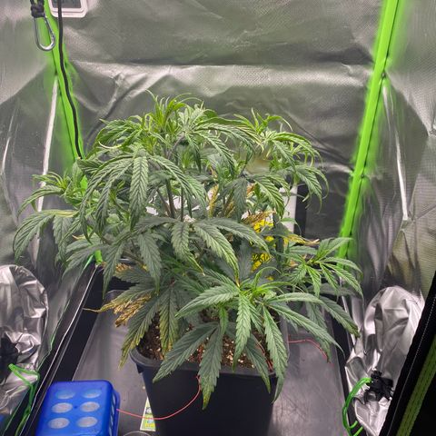 PineAutoFastBuds#1 growlog timeline photo