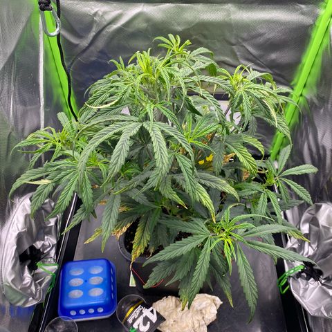 PineAutoFastBuds#1 growlog timeline photo