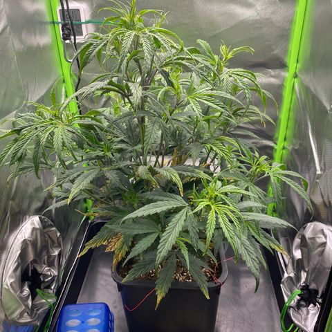 PineAutoFastBuds#1 growlog timeline photo