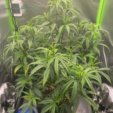 PineAutoFastBuds#1 growlog timeline photo