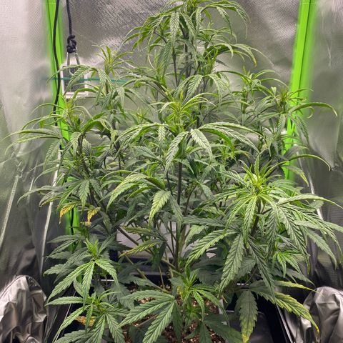 PineAutoFastBuds#1 growlog timeline photo