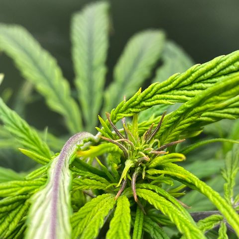 PineAutoFastBuds#1 growlog timeline photo