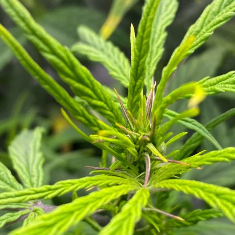 PineAutoFastBuds#1 growlog timeline photo