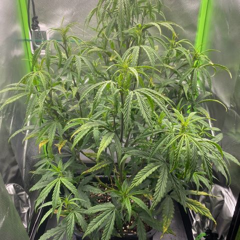 PineAutoFastBuds#1 growlog timeline photo