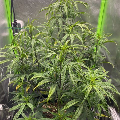 PineAutoFastBuds#1 growlog timeline photo