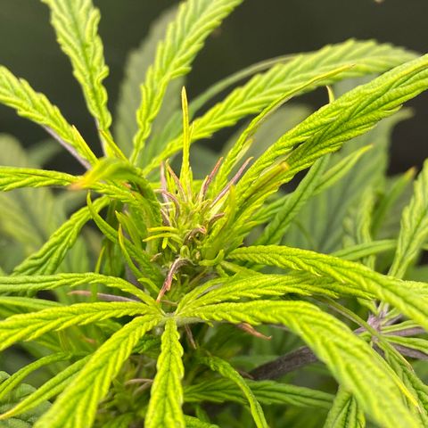 PineAutoFastBuds#1 growlog timeline photo